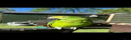 Parrots birds for sale: Jam Jam–Amazon Parrot Looking for a New Home in Hornchurch - Advert 2