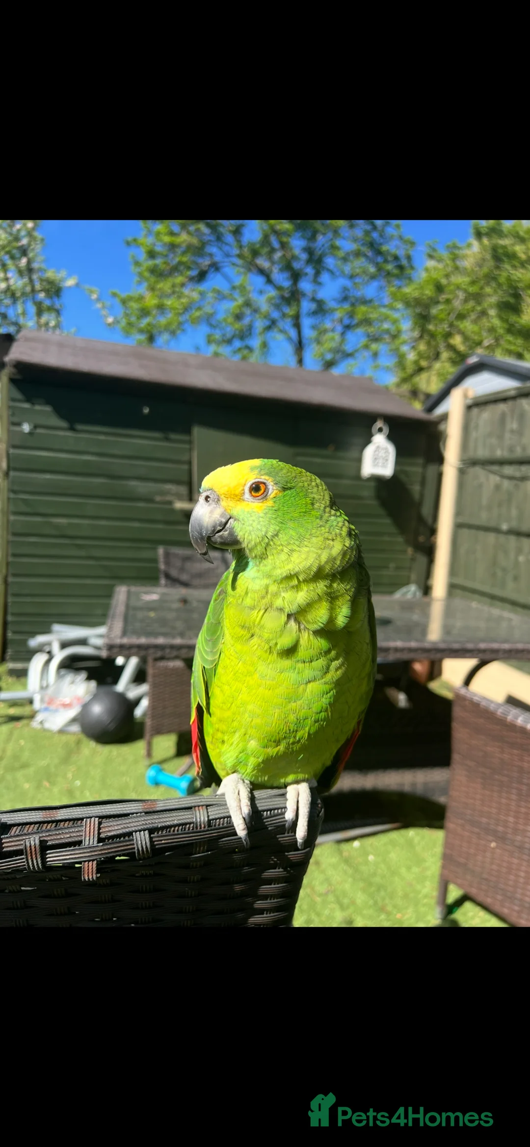 Parrots birds for sale: Jam Jam–Amazon Parrot Looking for a New Home in Hornchurch - Advert 2