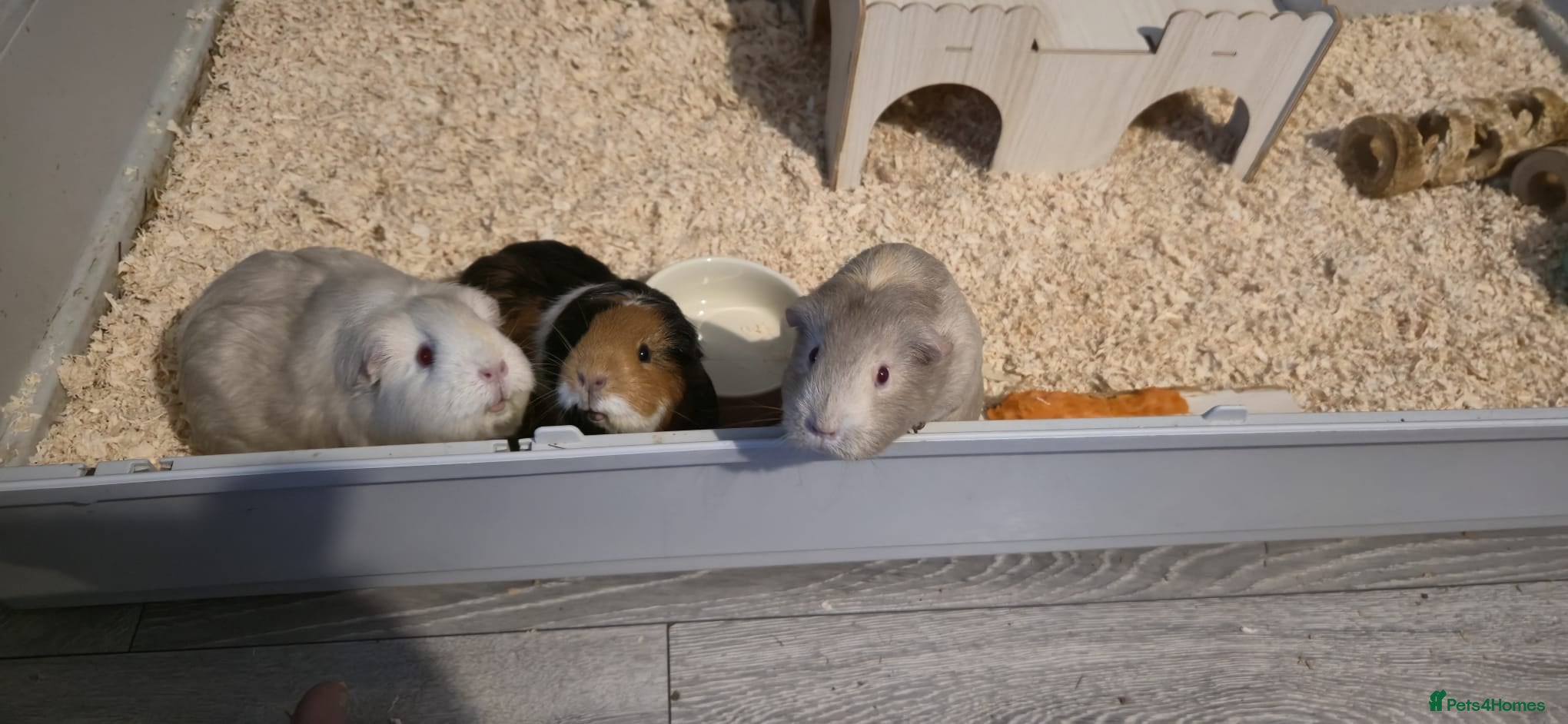 Guinea Pig rodents 3 Female Guinea Pigs For sale - Advert 1
