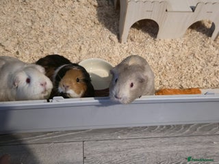 Guinea Pig rodents 3 Female Guinea Pigs For sale - Advert 1