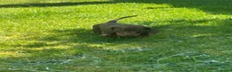 Miniature Dachshund dogs for sale: Miniature dachshunds in Wells - Advert 10
