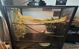 Chameleon reptiles for sale: Male chameleon loki  - Image 5