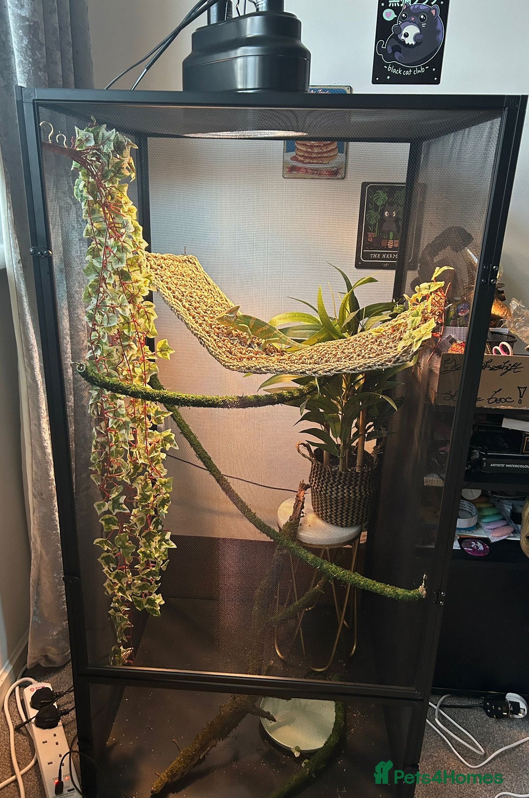 Chameleon reptiles for sale: Male chameleon loki  - Image 5