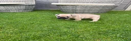 Mixed Breed dogs for sale: French bulldog/ British bulldog puppies  - Advert 15