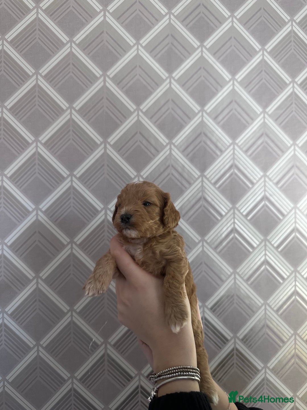 Cockapoo dogs for sale: F1B Minature Cockapoo puppies in Fox Red colour - Advert 8