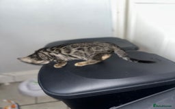 Bengal cats for sale: Stunning Bengal kittens - Image 21