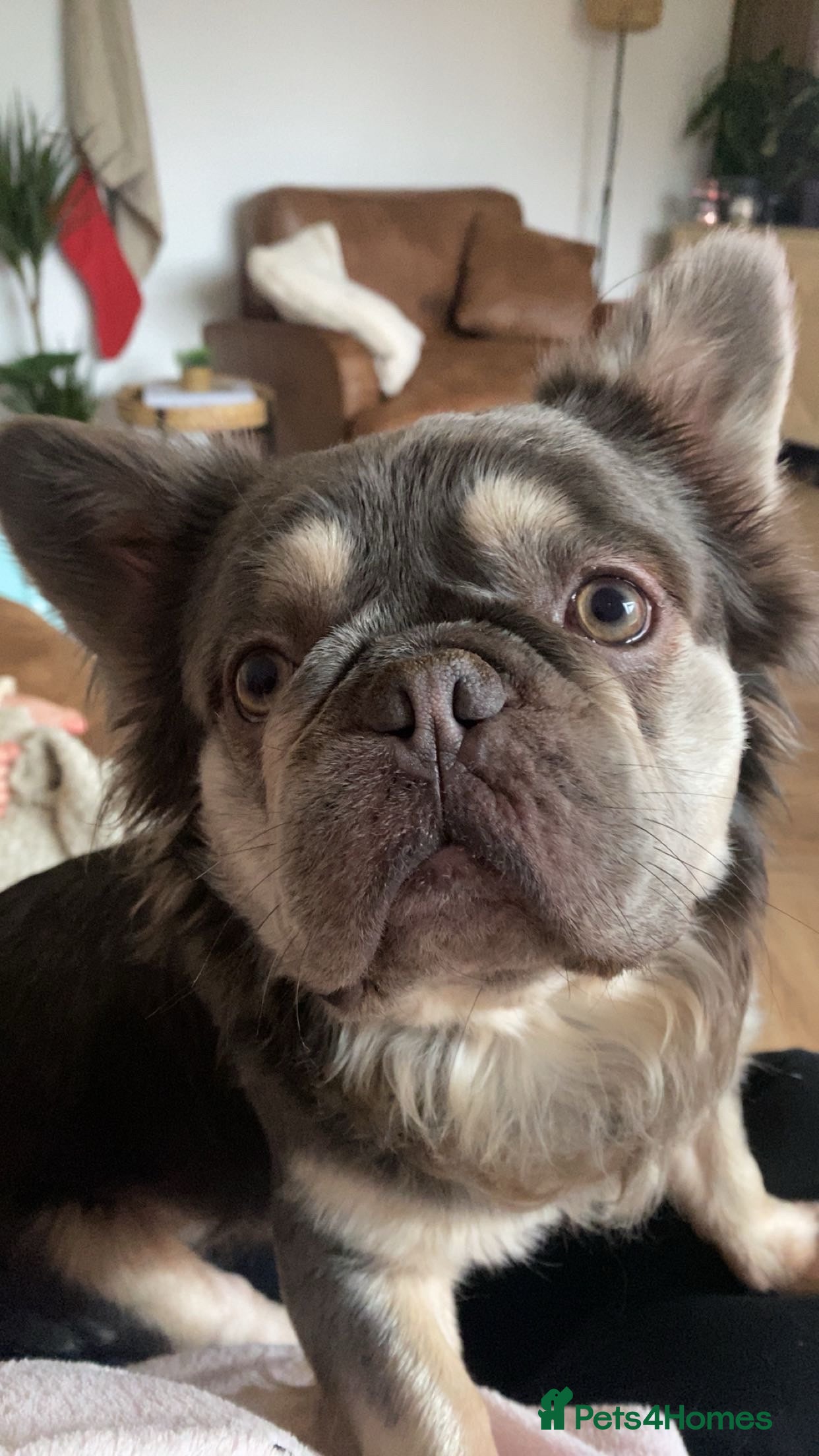 French Bulldog dogs LONG HAIR FRENCHIE NEEDS A LOVING HOME - Advert 1
