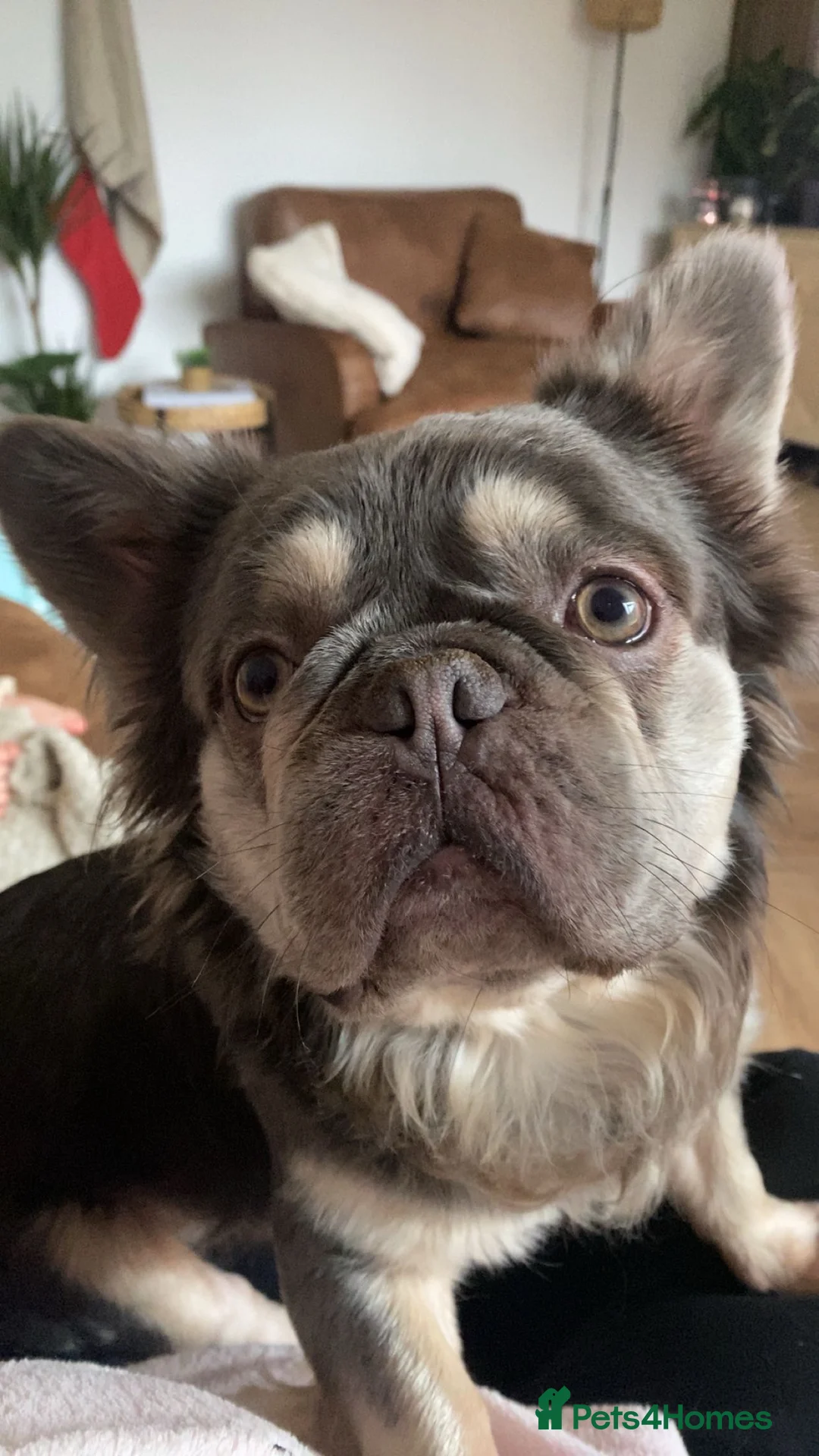 French Bulldog dogs for sale: LONG HAIR FRENCHIE NEEDS A LOVING HOME - Advert 1
