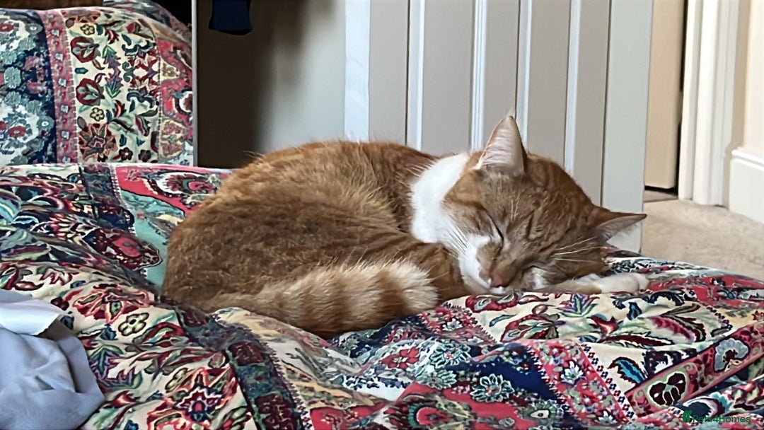 British Shorthair cats for sale: Ginger Boy Needs A New Home - Image 6