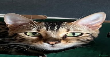 Bengal cats - Advert 16