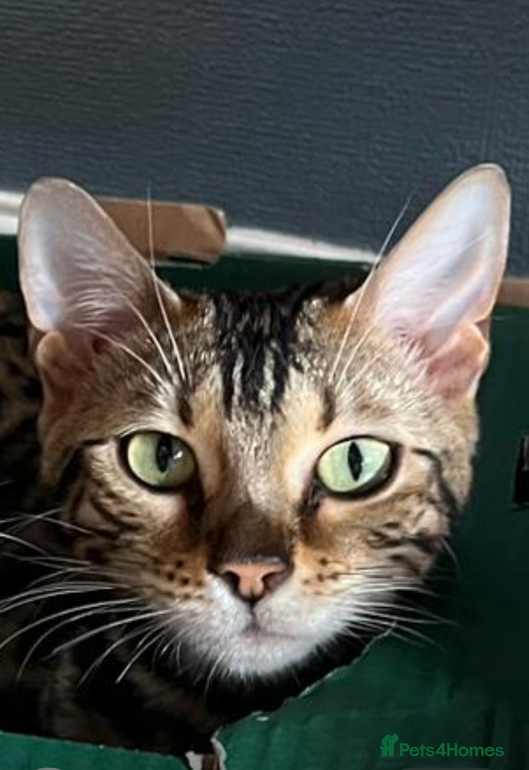 Bengal cats for sale: TICA registered female glitter coat 1year Bengal  - Image 3