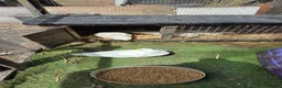 Ducks poultry for sale: 1 male and 1 female call duck 7 week old - Advert 4