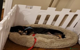Mixed Breed dogs for adoption: 💖🐶 TASHA 🐶💖 - Image 7