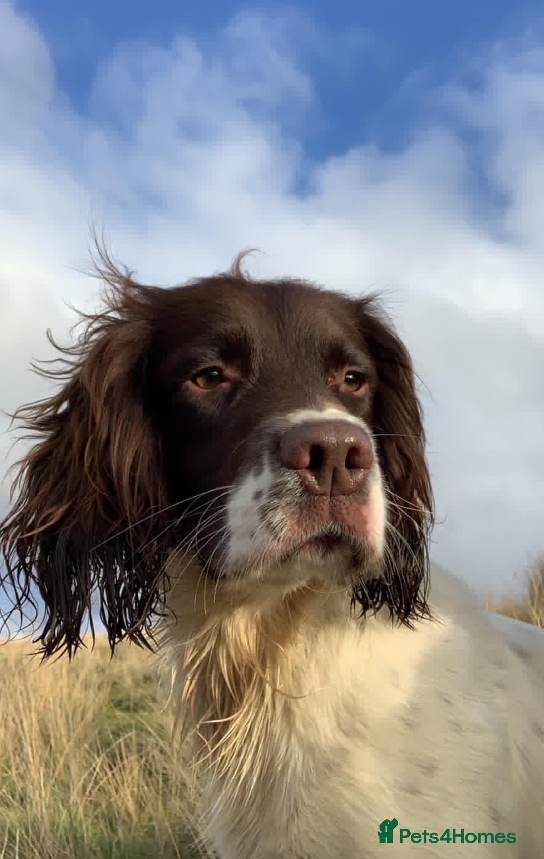 Sprocker dogs for sale: 6 Beautiful Sprocker Spaniels with KC reg parents  - Advert 13