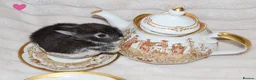 Netherland Dwarf rabbits for sale: 🐰 Netherland Dwarf Rabbits for Sale 🐰 in Southall - Advert 4