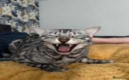 Bengal cats for sale: Sensational Silver Bengal boy requires new family  - Image 23