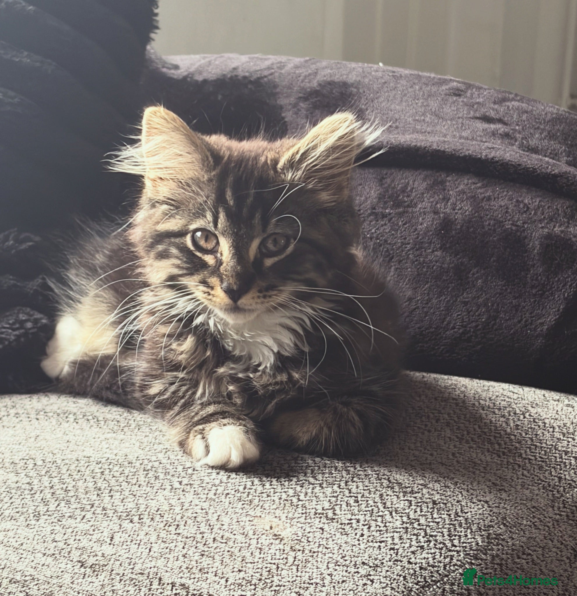 Maine Coon cats Beautiful Maine coon cross  - Advert 10