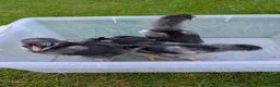 Chickens poultry for sale: 3 week old chicks  in Knaresborough - Advert 5
