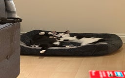 Mixed Breed cats for sale: 2 rescued kittens need a loving home!  - Image 6