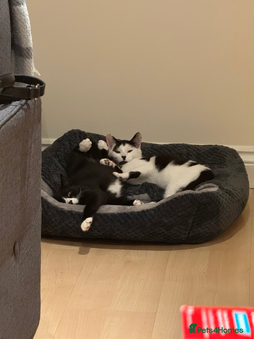 Mixed Breed cats for sale: 2 rescued kittens need a loving home!  - Image 6