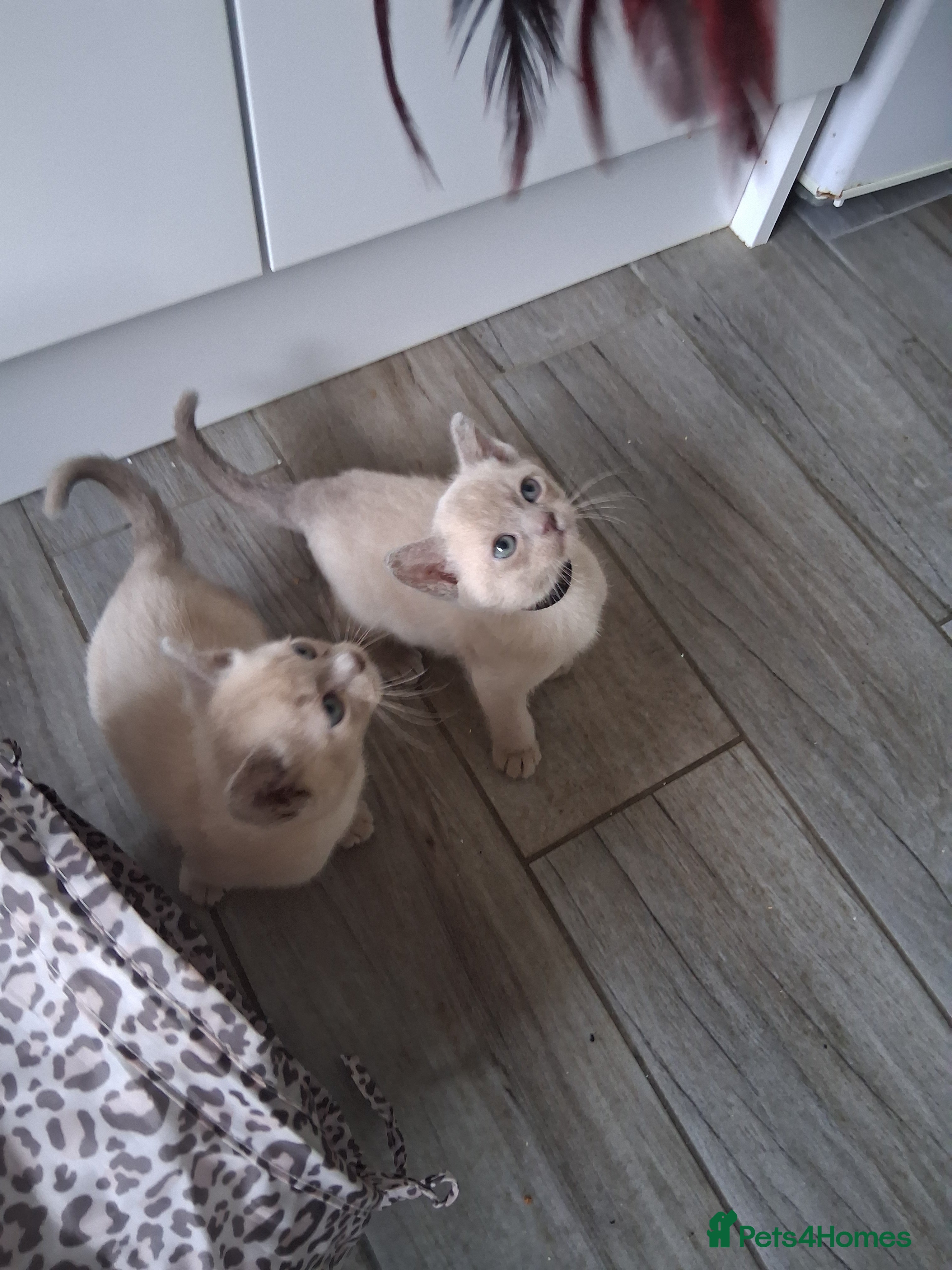 Burmese cats Stunning lilac kittens available - Advert 13