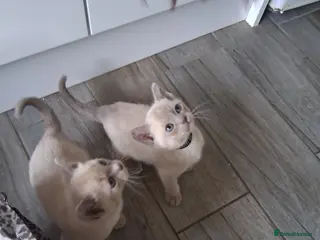 Burmese cats Stunning lilac kittens available - Advert 13