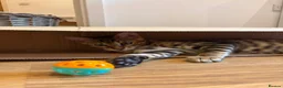 Bengal cats for sale: Male Bengal Kittens for sale - Advert 12