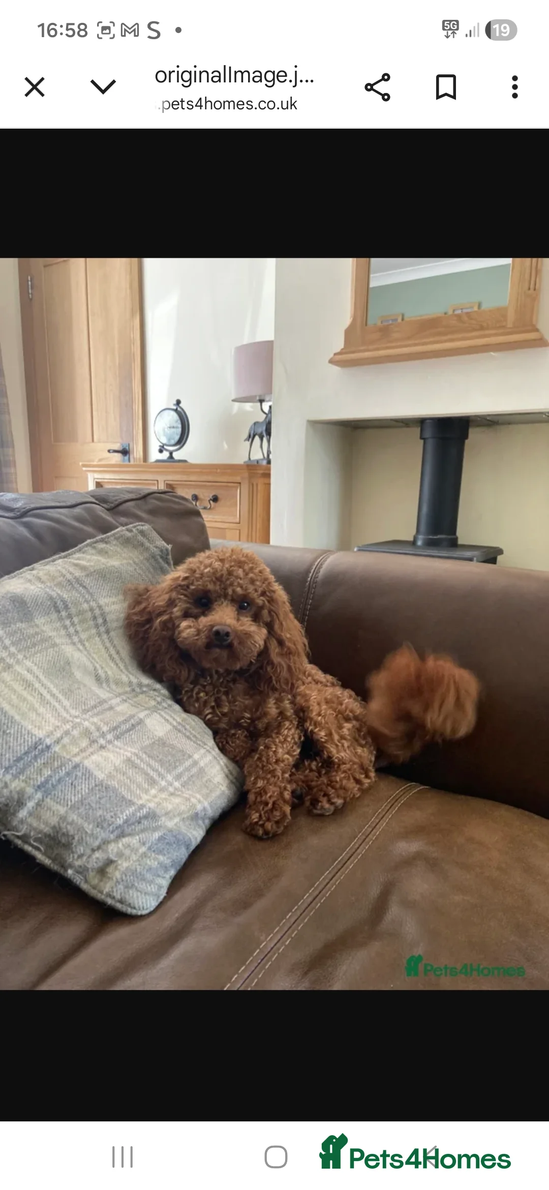 Cockapoo dogs for sale: Last boy remaining. F1B red cockapoo puppies - Advert 15