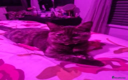 British Shorthair cats for sale: Fawn and lilac ragdoll xbsh - Image 1