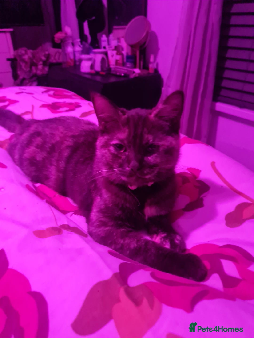 British Shorthair cats for sale: Fawn and lilac ragdoll xbsh - Image 1