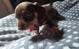 Dachshund dogs for sale: 4 beautiful dachshund girls  - Image 2