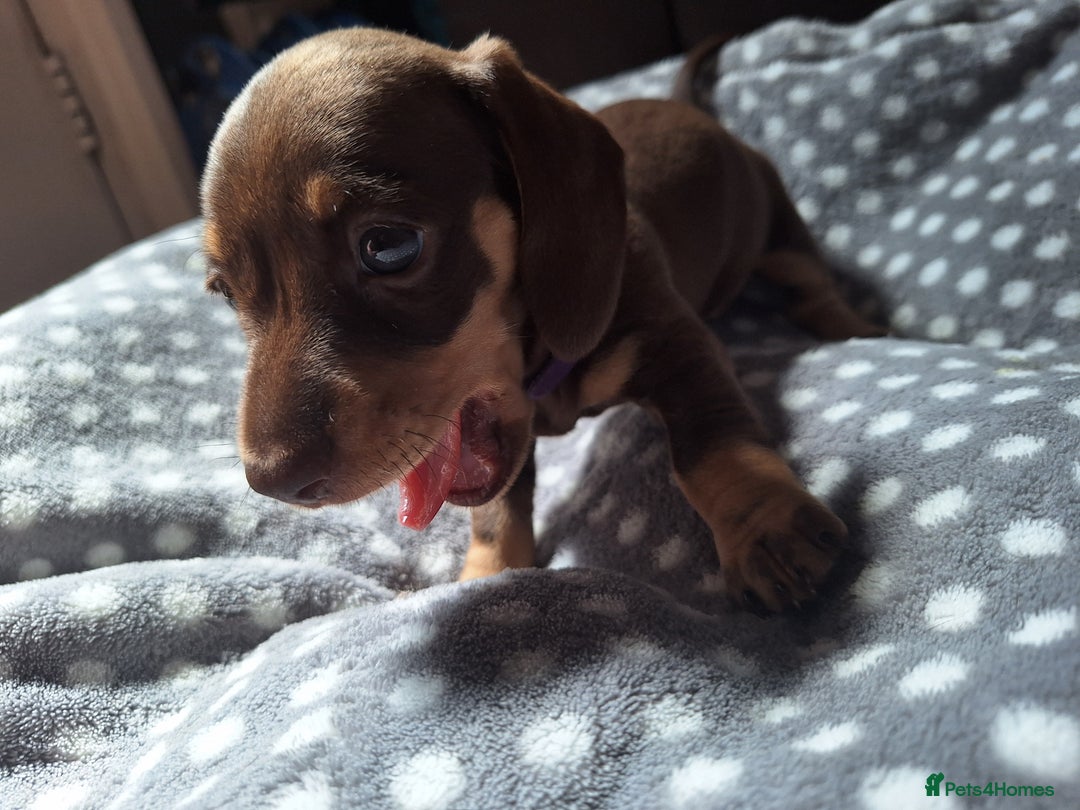 Dachshund dogs for sale: 4 beautiful dachshund girls  - Image 2