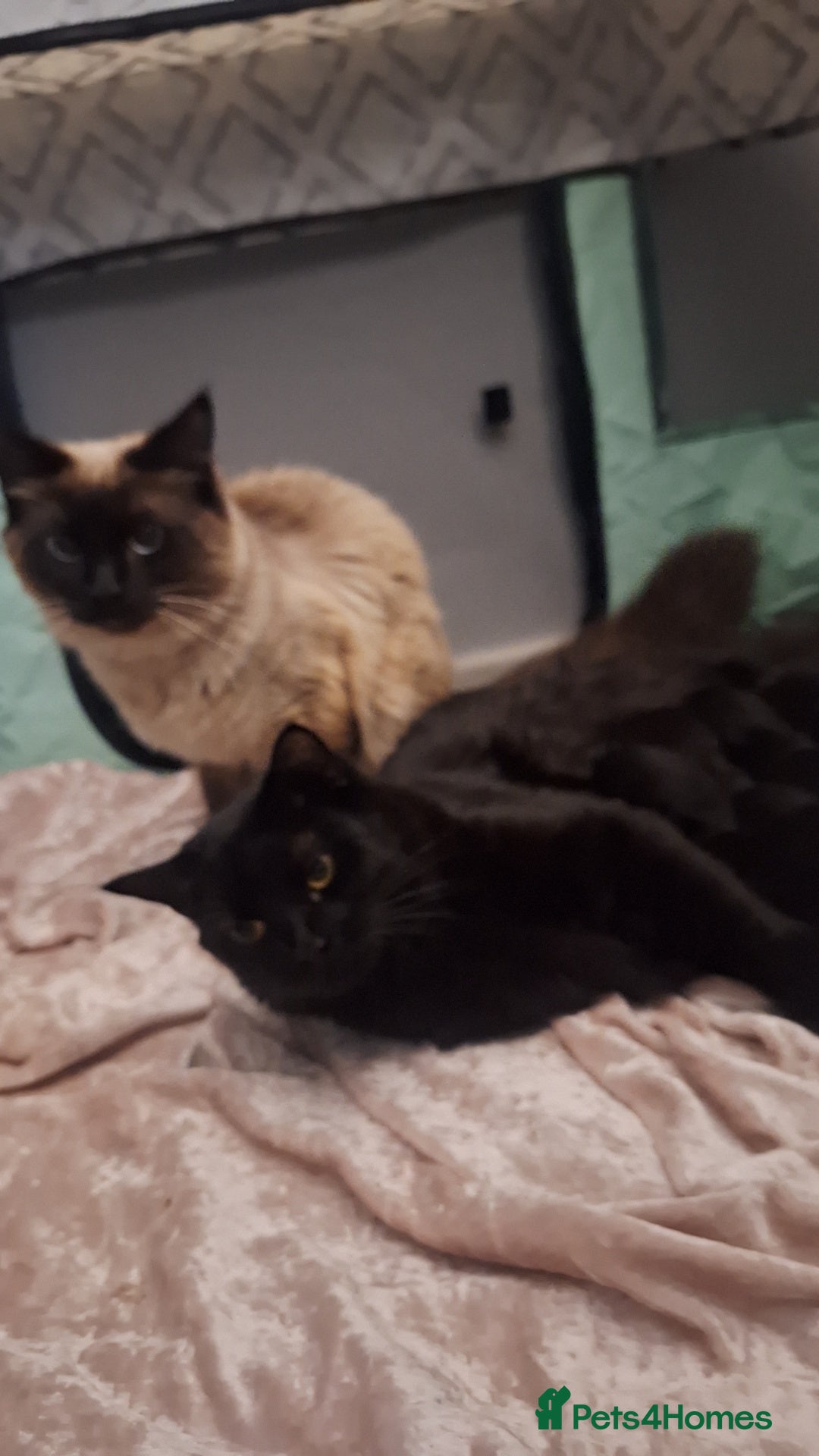 Ragdoll cats for sale: Ragdoll x Norwegian Forest x DHC - Image 6