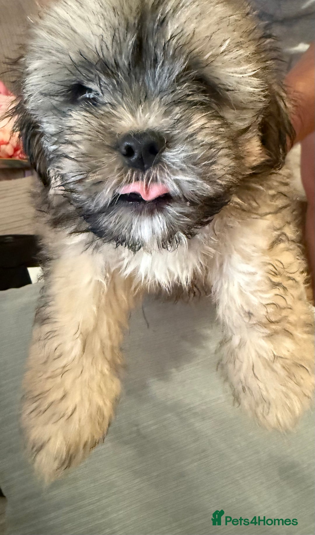 Lhasa Apso dogs for sale: Lhasa apso puppies  - Image 14