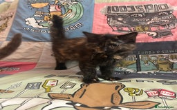 Mixed Breed cats for sale: 5 Beautiful, Fluffy Kittens For Sale! - Image 18