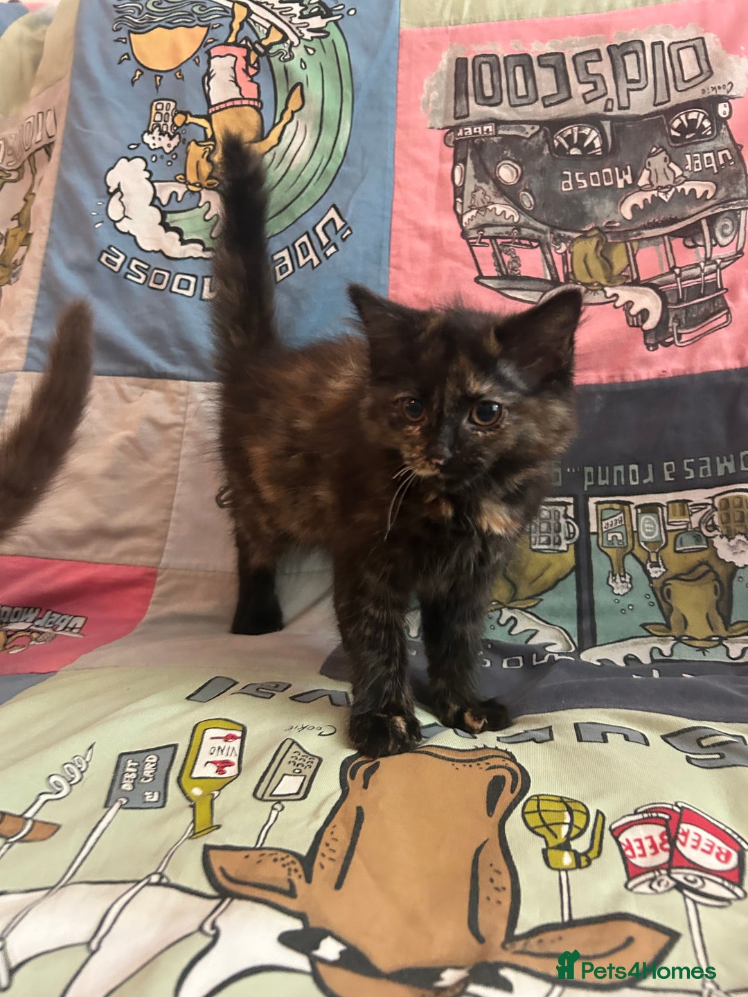 Mixed Breed cats for sale: 5 Beautiful, Fluffy Kittens For Sale! - Image 18