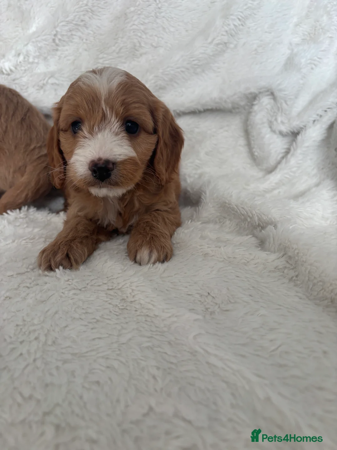 Cockapoo dogs for sale: 🐶🐶 Cockerpoo Puppies 🐶🐶 - Advert 6