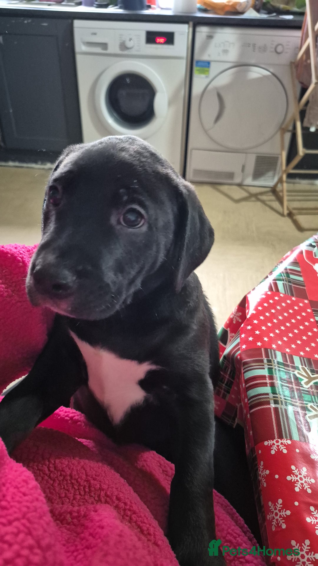 Mixed Breed dogs for sale: Staffadors  - Advert 3