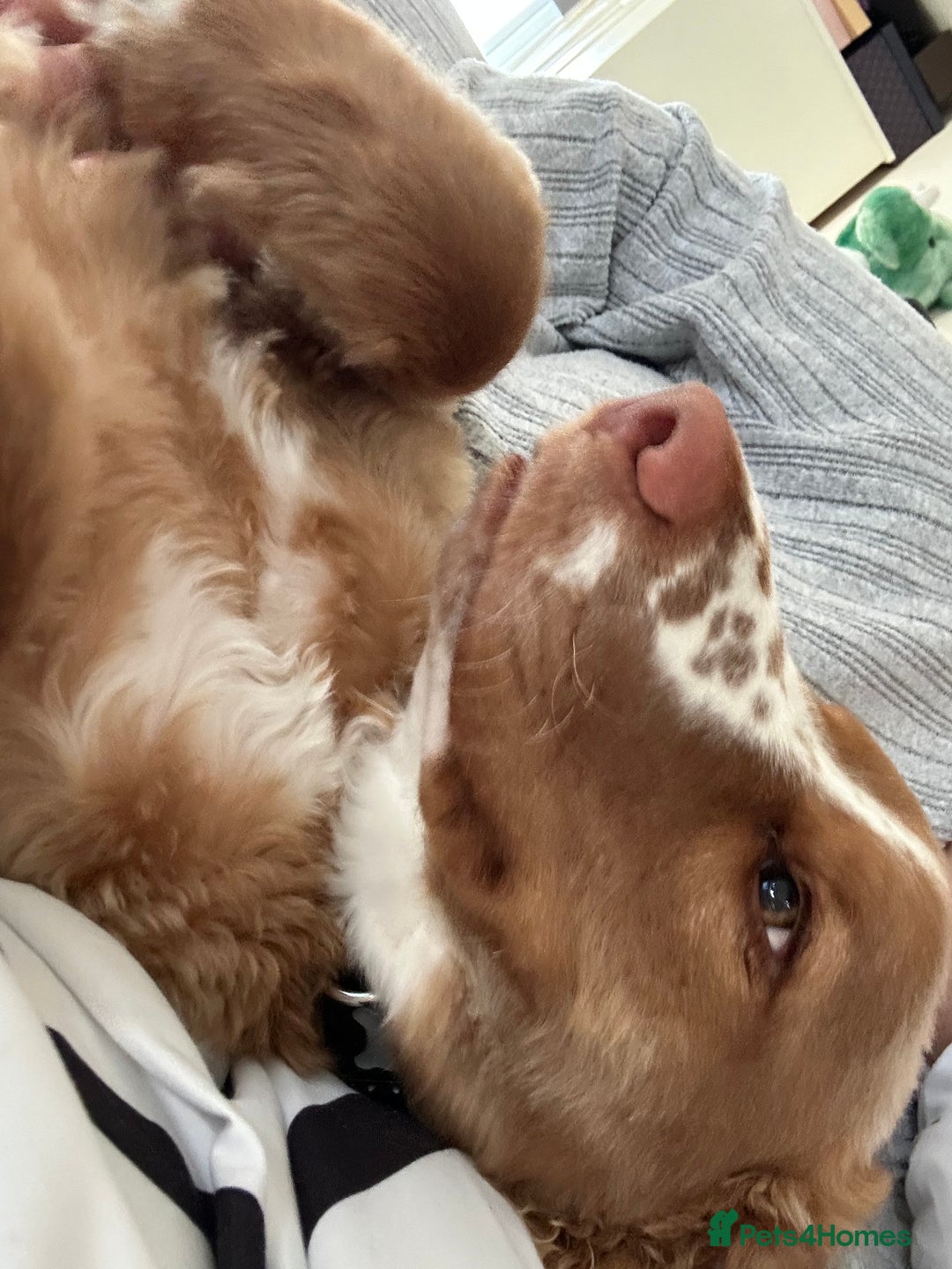 Cockapoo dogs for sale: 1 year Male cockapoo needing loving home  - Image 5