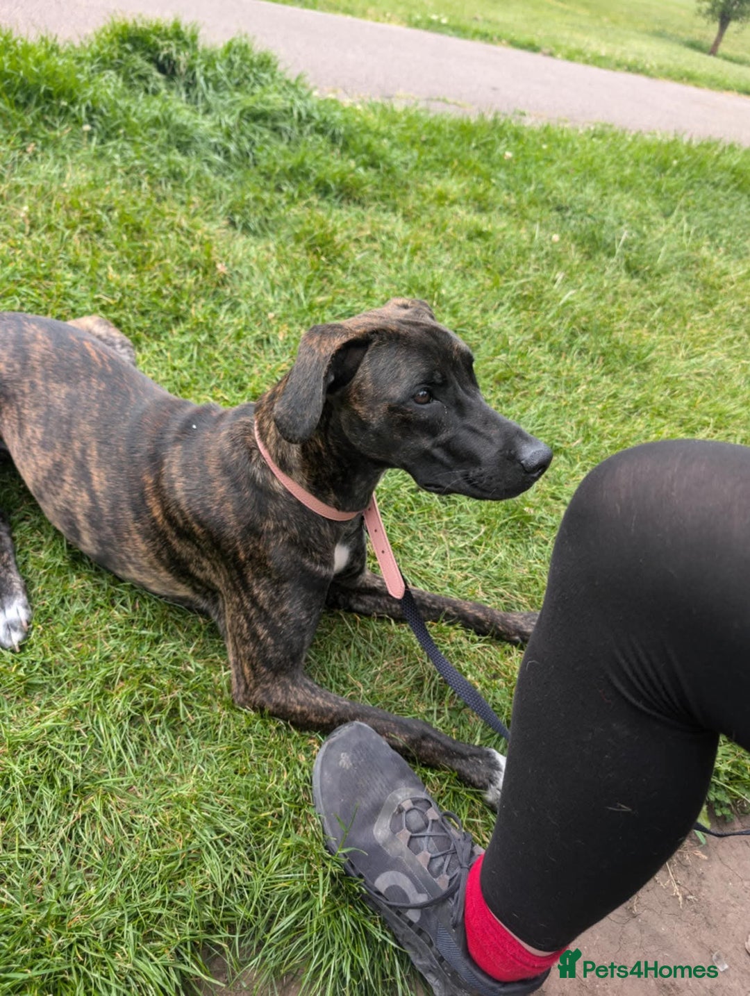 Mixed Breed dogs for sale: Bull-lurcher X - Advert 8