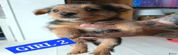Mixed Breed dogs for sale: 3 Pome x yorkshire terrier puppies - Advert 6