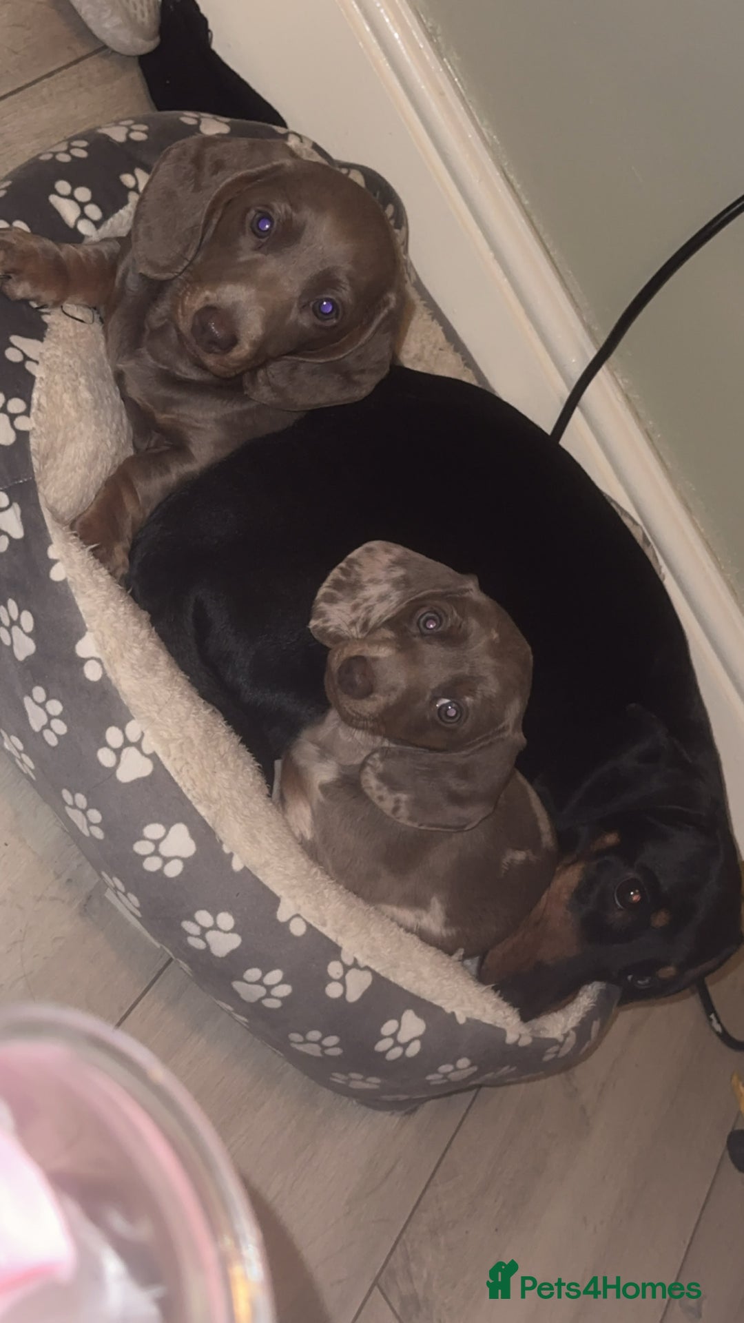 Miniature Dachshund dogs for sale: Mini dachshund kc registered  - Advert 10