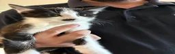 British Shorthair cats for sale: 3 Male Kittens for sale in Huntingdon - Advert 2
