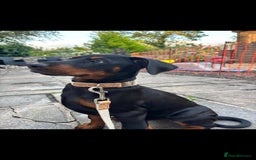 Dobermann dogs for sale: Female Doberman 14 weeks  - Image 5