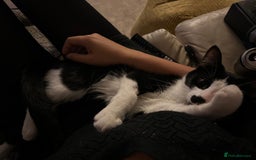 Mixed Breed cats for sale: Loving cat needing new home - Image 6