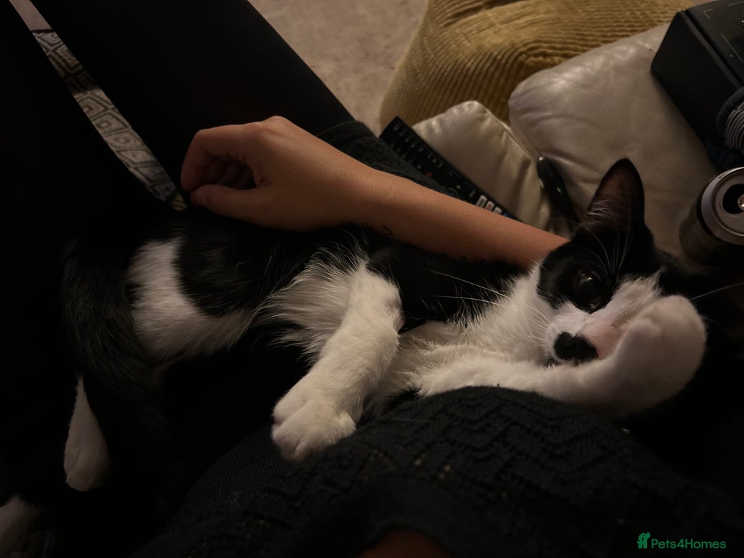 Mixed Breed cats for sale: Loving cat needing new home - Image 6