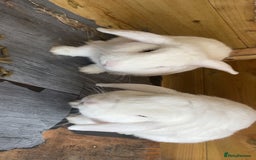 Mini Lop rabbits for sale: 2 white bunny in Smethwick - Image 2