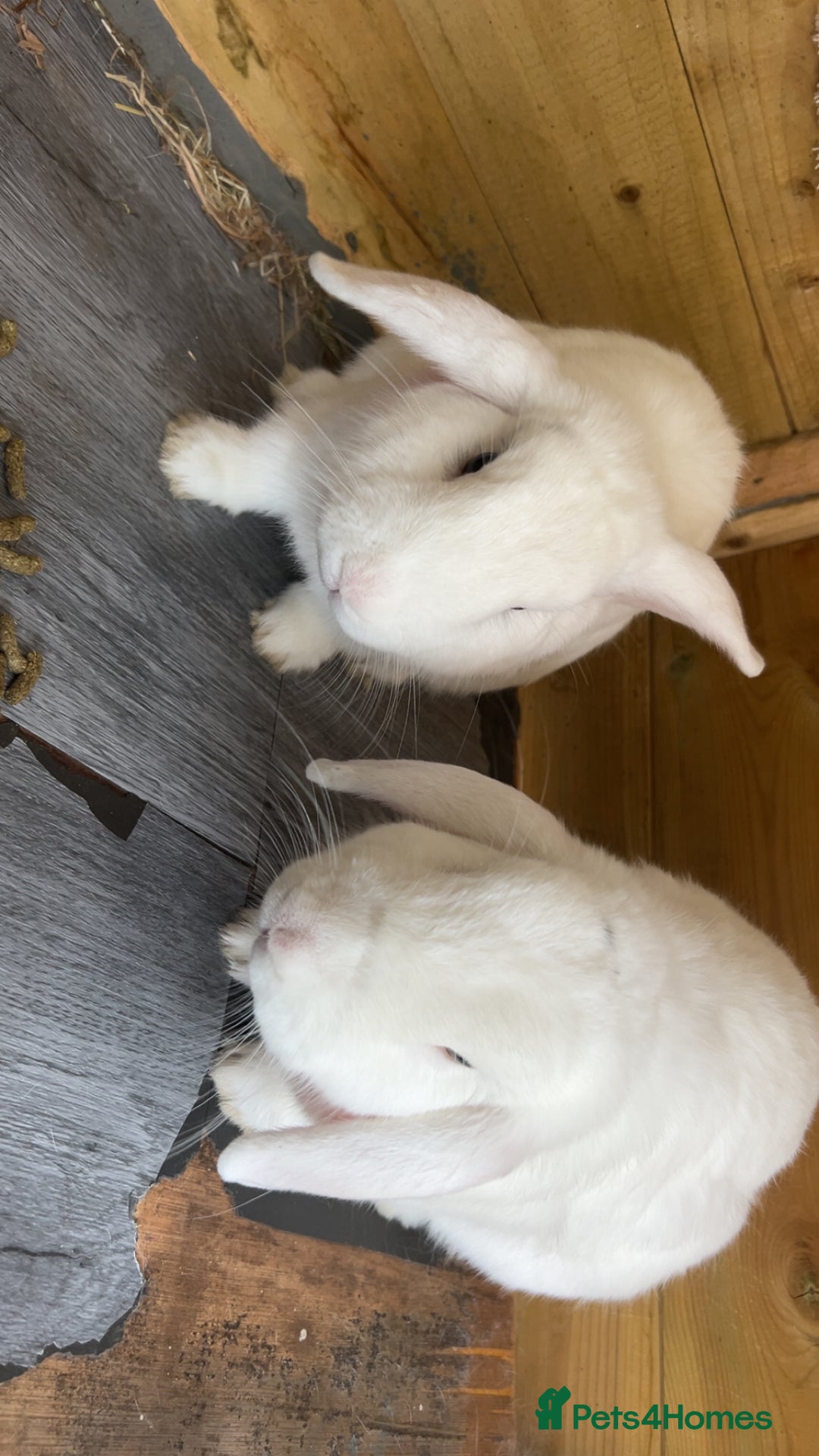 Mini Lop rabbits for sale: 2 white bunny in Smethwick - Image 2
