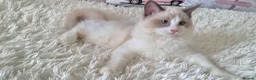 Ragdoll cats for sale: 💕Beautiful TICA Ragdolls Kittens 💕 - Advert 17