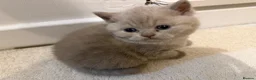 British Shorthair cats for sale: Beautiful British Shorthair blue&lilac Kittens - Advert 5